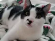 Freddie