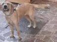 Amora