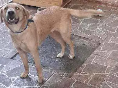 Cachorro ra a Srd idade 7 a 11 meses nome Amora