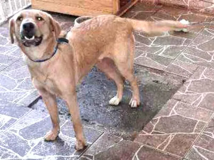 Cachorro ra a Srd idade 7 a 11 meses nome Amora