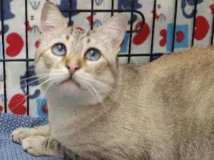 Gato raça Srd idade 3 anos nome Valentim