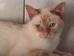 Gato ra a SRD-ViraLata idade 3 anos nome Steve