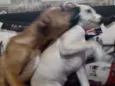 Kiara e Slink