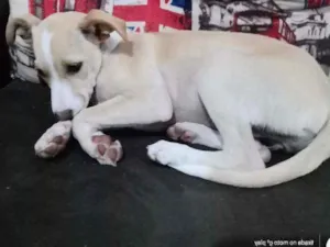 Cachorro raça  idade 2 a 6 meses nome Kiara