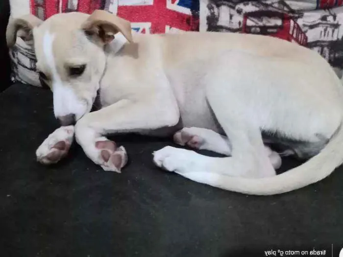 Cachorro ra a  idade 2 a 6 meses nome Kiara