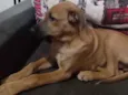 Slink