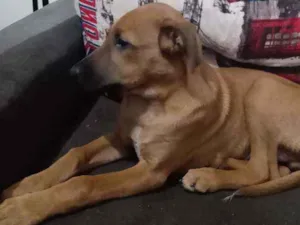 Cachorro raça Sem raça definida  idade 2 a 6 meses nome Slink