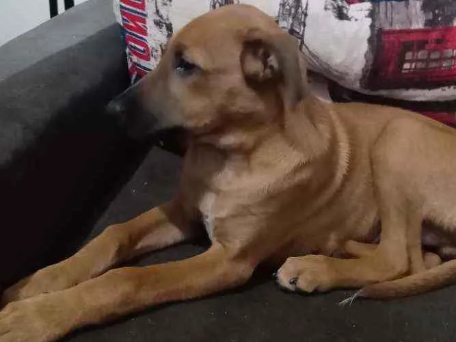 Cachorro ra a Sem raça definida  idade 2 a 6 meses nome Slink