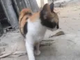 Lili
