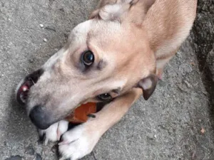 Cachorro raça SRD idade 7 a 11 meses nome Leon
