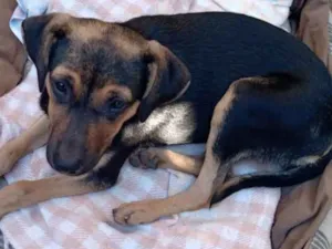 Cachorro raça SRD idade 7 a 11 meses nome Lindinha