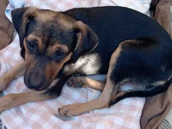 Cachorro ra a SRD idade 7 a 11 meses nome Lindinha