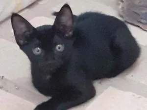 Gato raça Pretinhos  idade 2 a 6 meses nome Siri e Ônix 