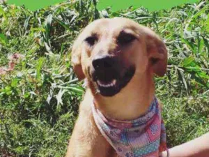 Cachorro raça Srd idade 1 ano nome Petita