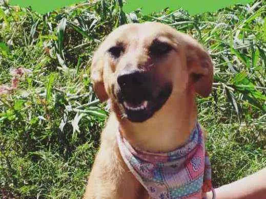 Cachorro raça Srd idade 1 ano nome Petita