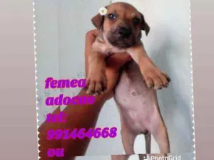 Cachorro raça Srd idade Abaixo de 2 meses nome Filhote