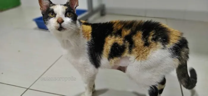 Gato ra a srd idade 6 ou mais anos nome Trica