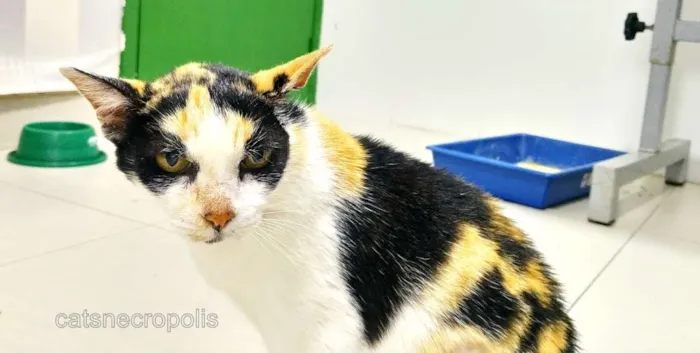 Gato ra a srd idade 6 ou mais anos nome Trica