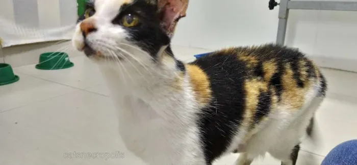 Gato ra a srd idade 6 ou mais anos nome Trica