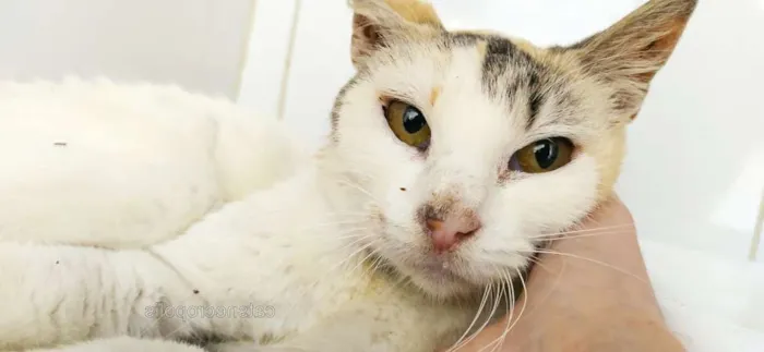 Gato ra a srd idade 3 anos nome Tricolor