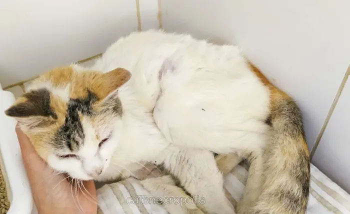 Gato ra a srd idade 3 anos nome Tricolor