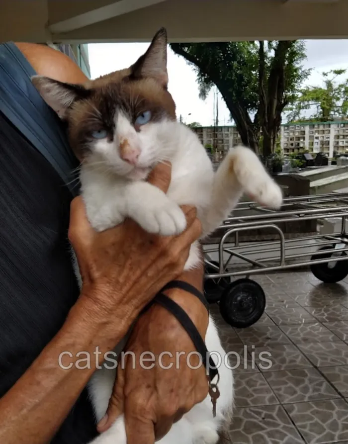 Gato ra a srd idade 1 ano nome Irmão
