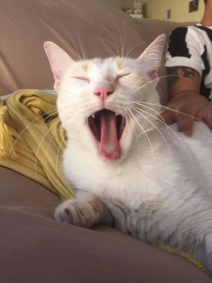 Gato ra a SRD-ViraLata idade 1 ano nome Concha