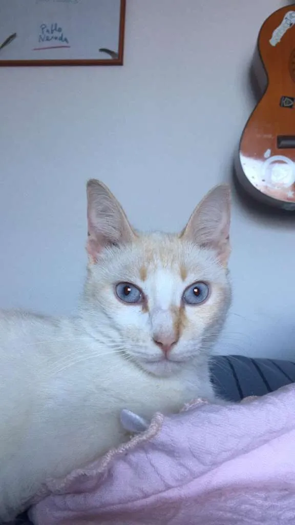 Gato ra a SRD-ViraLata idade 1 ano nome Concha