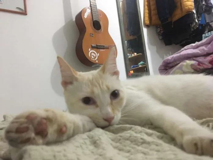 Gato ra a SRD-ViraLata idade 1 ano nome Concha
