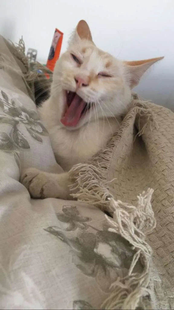 Gato ra a SRD-ViraLata idade 1 ano nome Concha