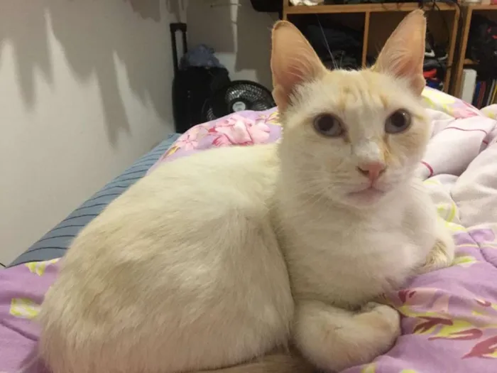 Gato ra a SRD-ViraLata idade 1 ano nome Concha