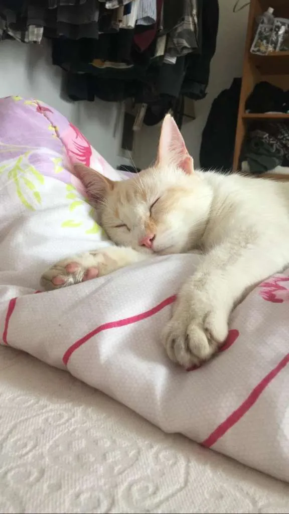 Gato ra a SRD-ViraLata idade 1 ano nome Concha