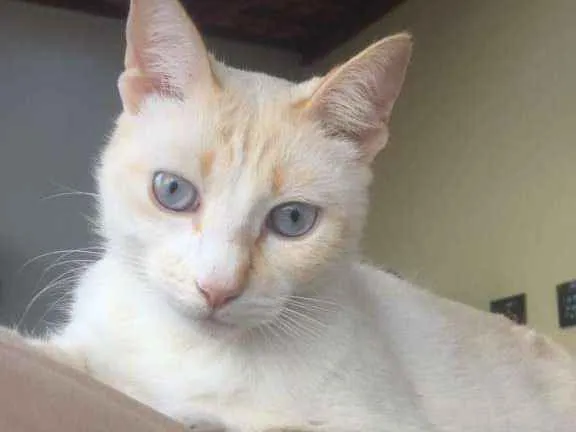 Gato ra a SRD-ViraLata idade 1 ano nome Concha