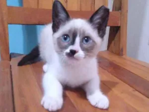 Gato raça SRD-ViraLata idade 2 a 6 meses nome Marrie