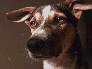 Cachorro raça Sem raça definida  idade 7 a 11 meses nome Sansao