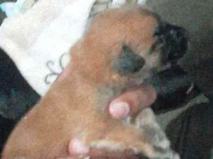 Cachorro raça Srd  idade Abaixo de 2 meses nome Mel