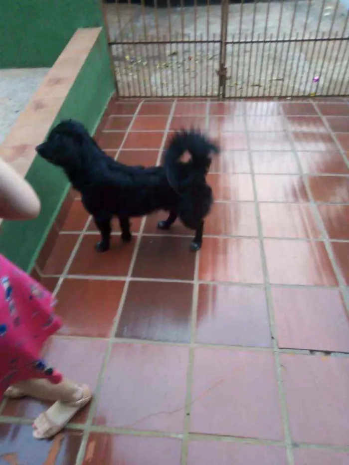 Cachorro ra a Vira lata  idade 7 a 11 meses nome Sem nome 