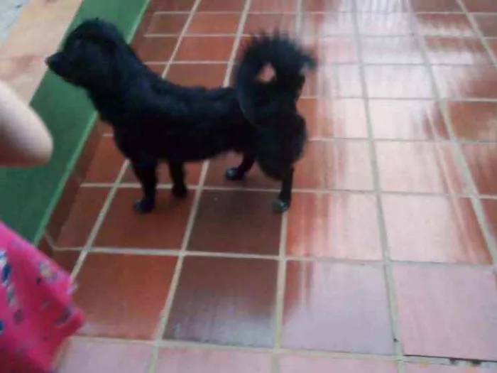 Cachorro ra a Vira lata  idade 7 a 11 meses nome Sem nome 