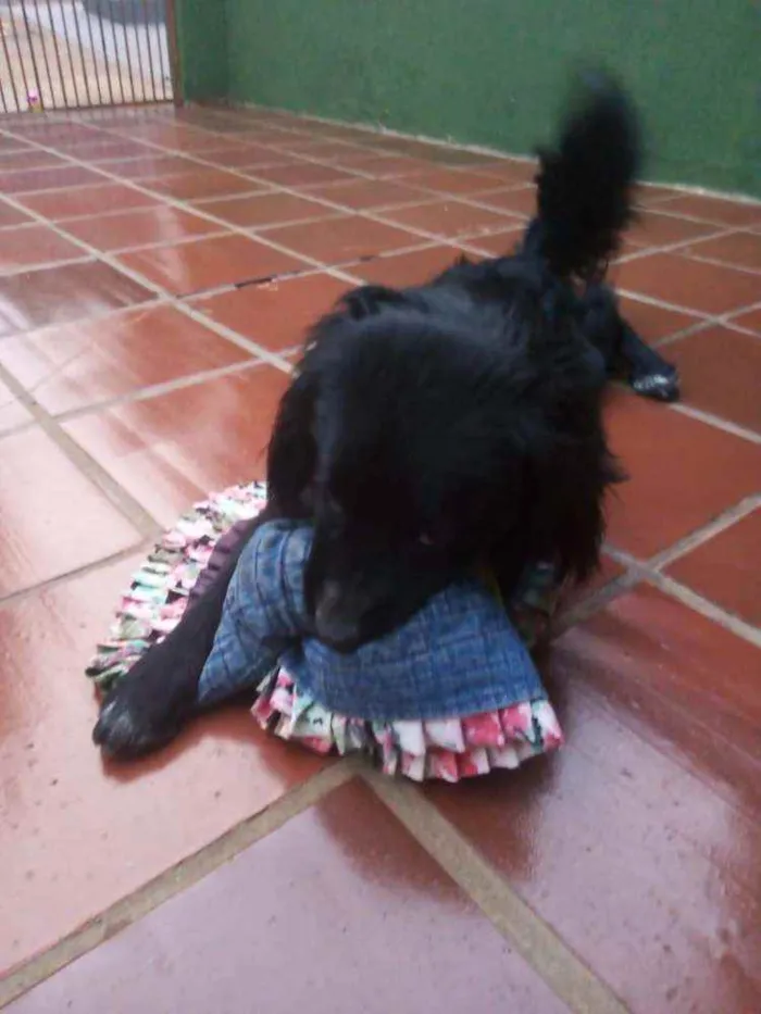 Cachorro ra a Vira lata  idade 7 a 11 meses nome Sem nome 