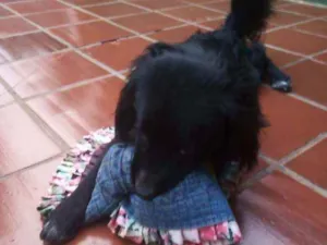 Cachorro raça Vira lata  idade 7 a 11 meses nome Sem nome 