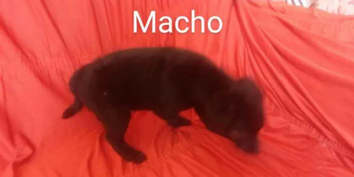 Cachorro ra a Vira latas idade 2 a 6 meses nome Sem nomes