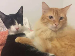 Gato raça SRD-ViraLata idade 1 ano nome Miguel e Linyker