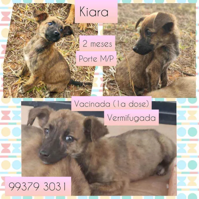 Cachorro raça SRD idade 2 a 6 meses nome Kiara