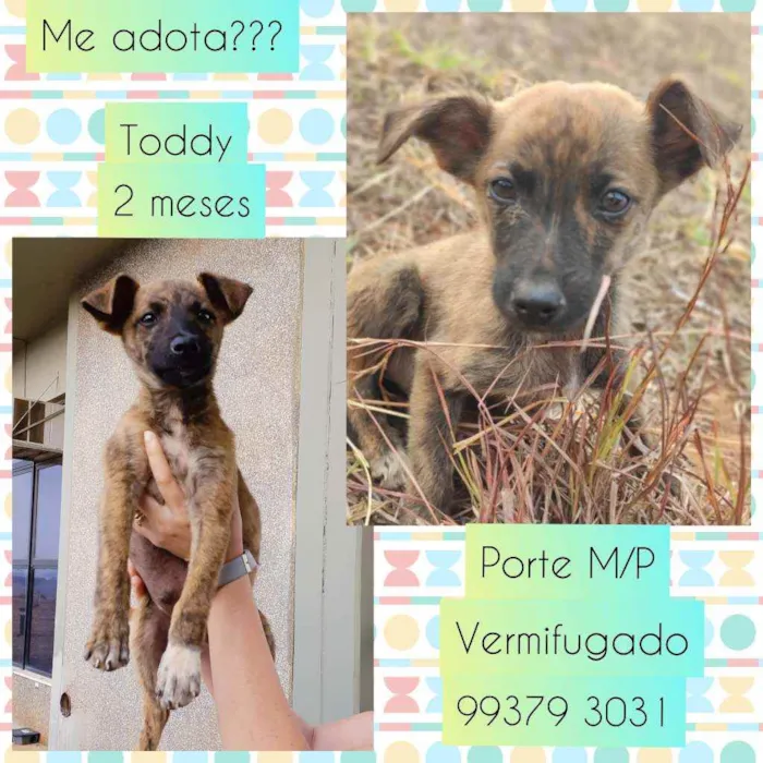 Cachorro raça SRD idade 2 a 6 meses nome Toddy