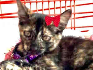 Gato raça SRD idade 2 a 6 meses nome Alicia 