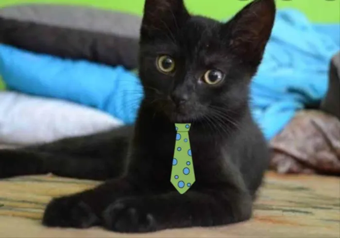 Gato ra a SRD idade 2 a 6 meses nome Júlio 