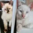 Nicole e Kiko 