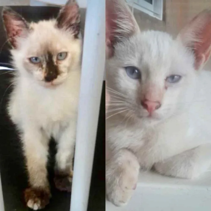 Gato ra a Mestiço  idade 2 a 6 meses nome Nicole e Kiko 