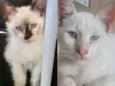 Nicole e Kiko 