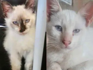 Gato raça Mestiço  idade 2 a 6 meses nome Nicole e Kiko 